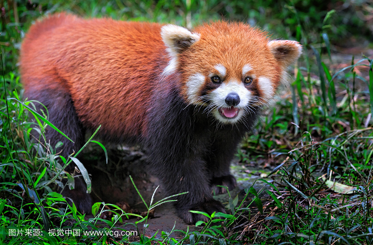 成都,成都市,四川省会,动物