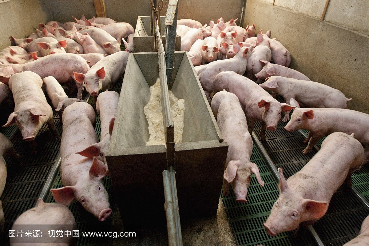 Piglets in an industrial pig farm France