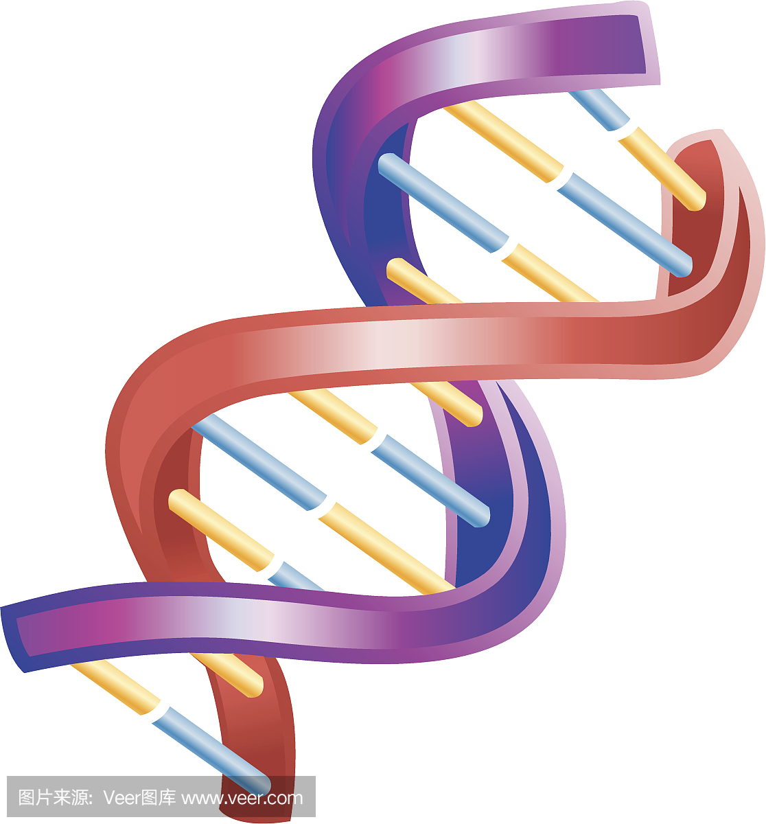 dna-genetics-molecule.jpg | GraphicPlace