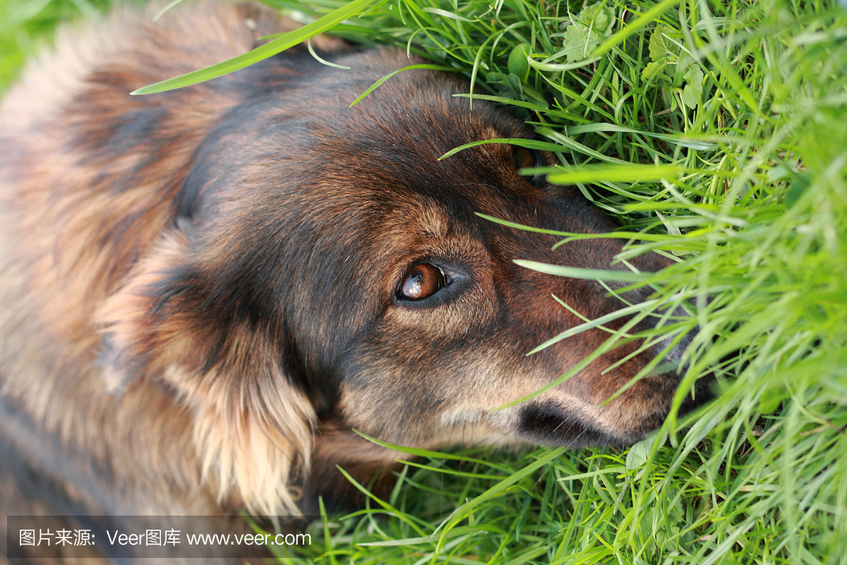 可爱的,恐怖,好奇心,狗