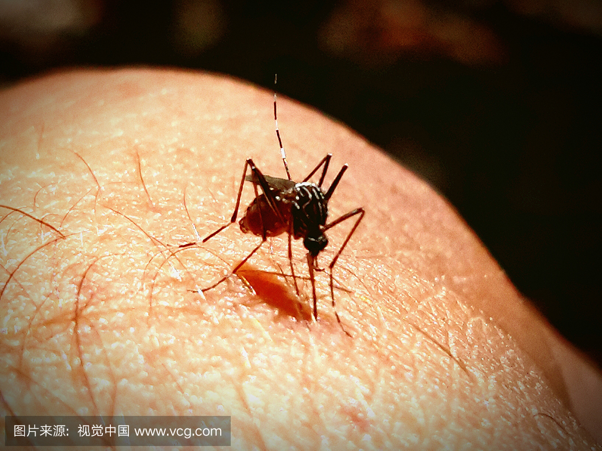 特写镜头的蚊子在腿上