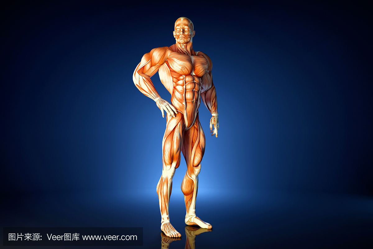 解剖模型,解剖图,人体结构的,人体结构