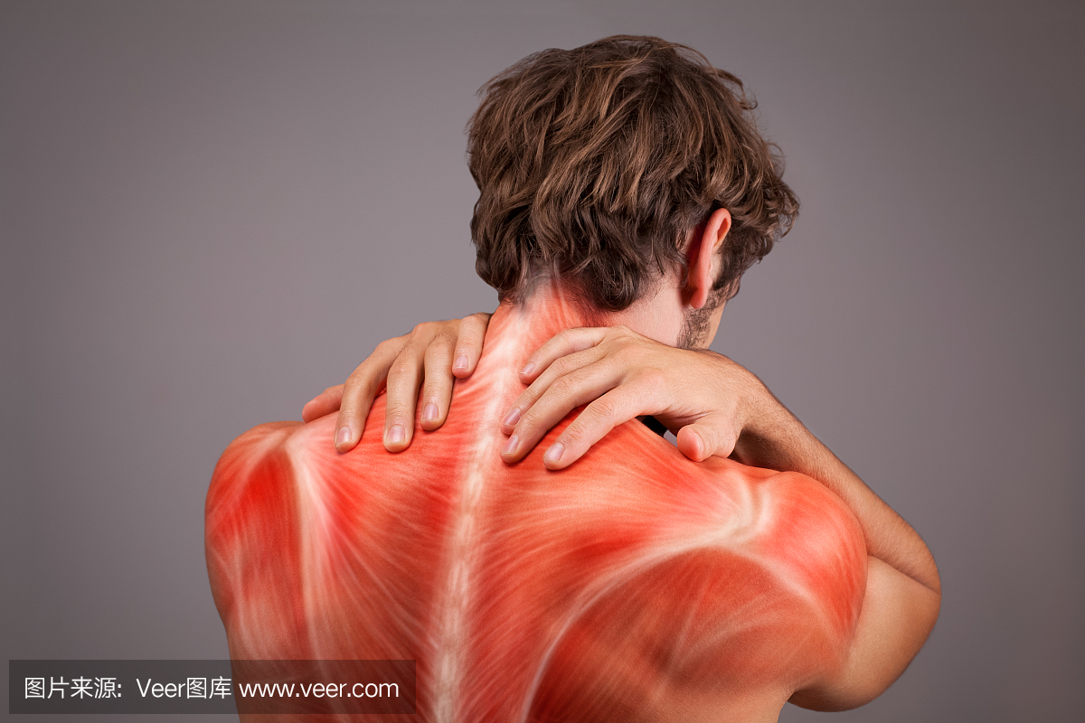 运动员背部和肩膀的肌肉插图