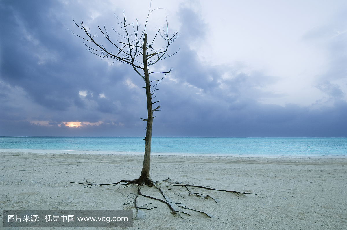 日本,冲绳县,石垣岛,沙滩上风暴的树木