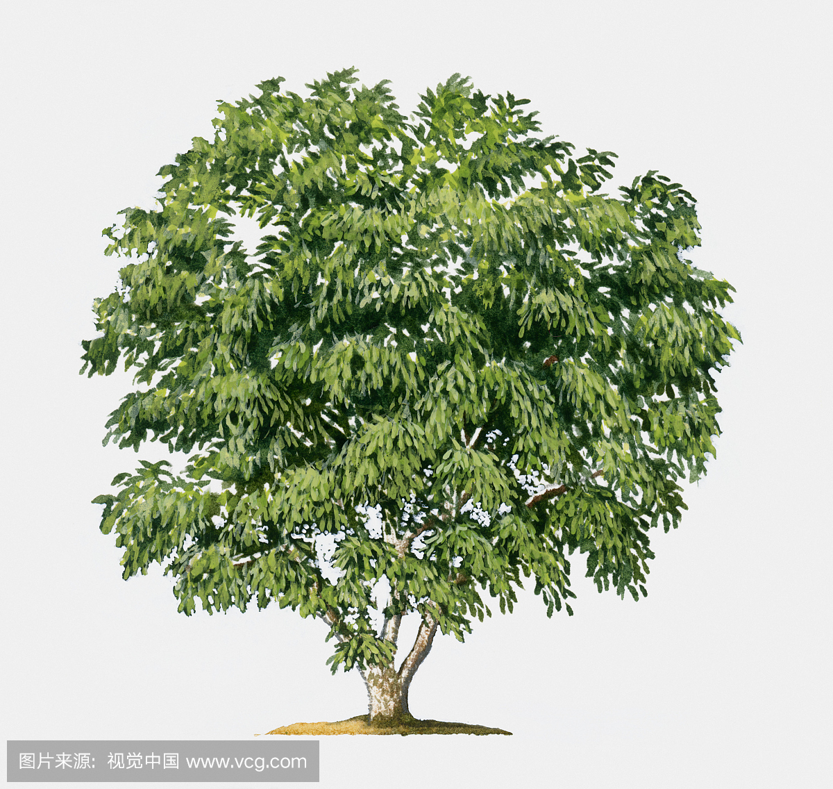 插图的小巴豆树与丰富的绿色叶子