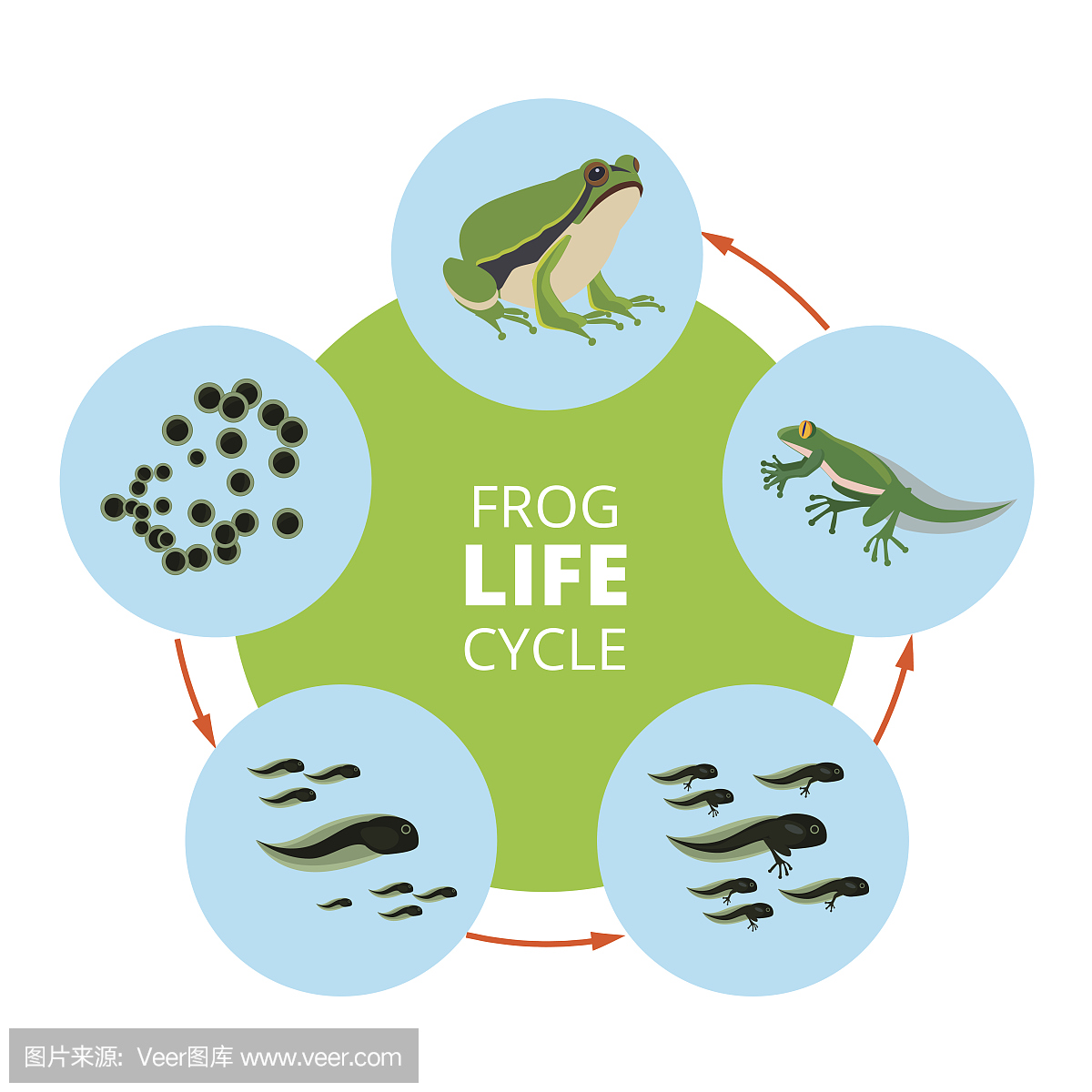 青蛙,蛙,蛤蟆,改变