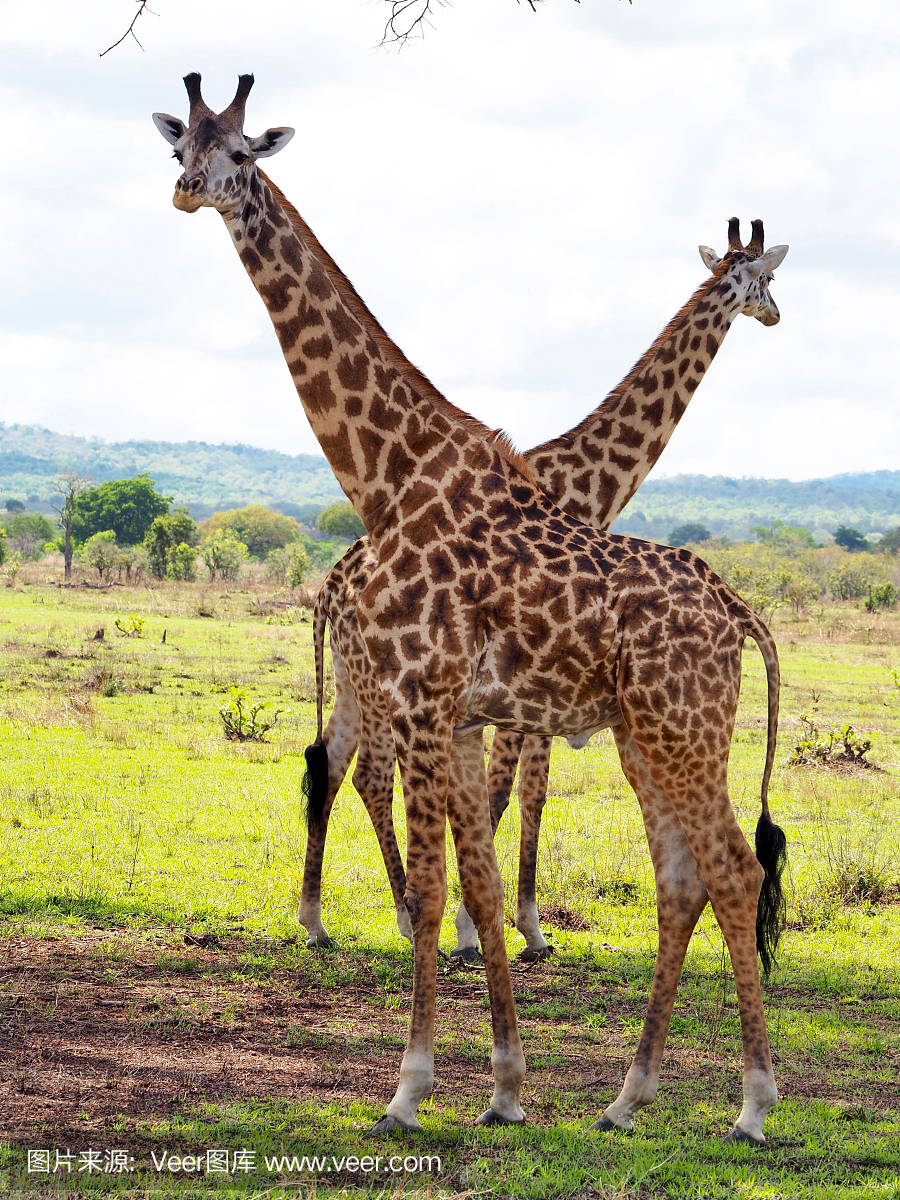 坦桑尼亚Mikumi国家公园