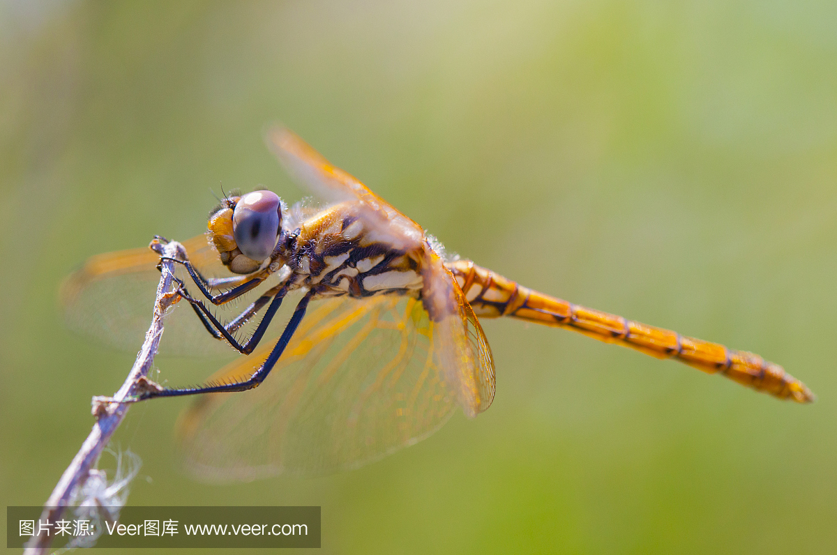 复眼,昆虫的复眼,自然,蜻蜓