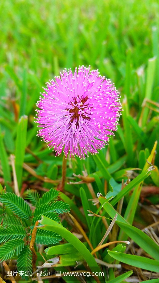 粉红色含羞草Pudica开花现场的特写镜头