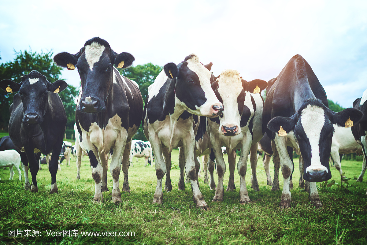 乳牛场,奶牛养殖,奶牛养殖场,奶牛场