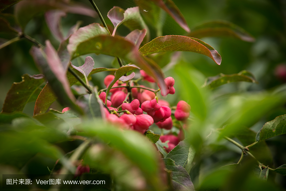 纺锤树的美丽的桃红色果子在自然生态环境。