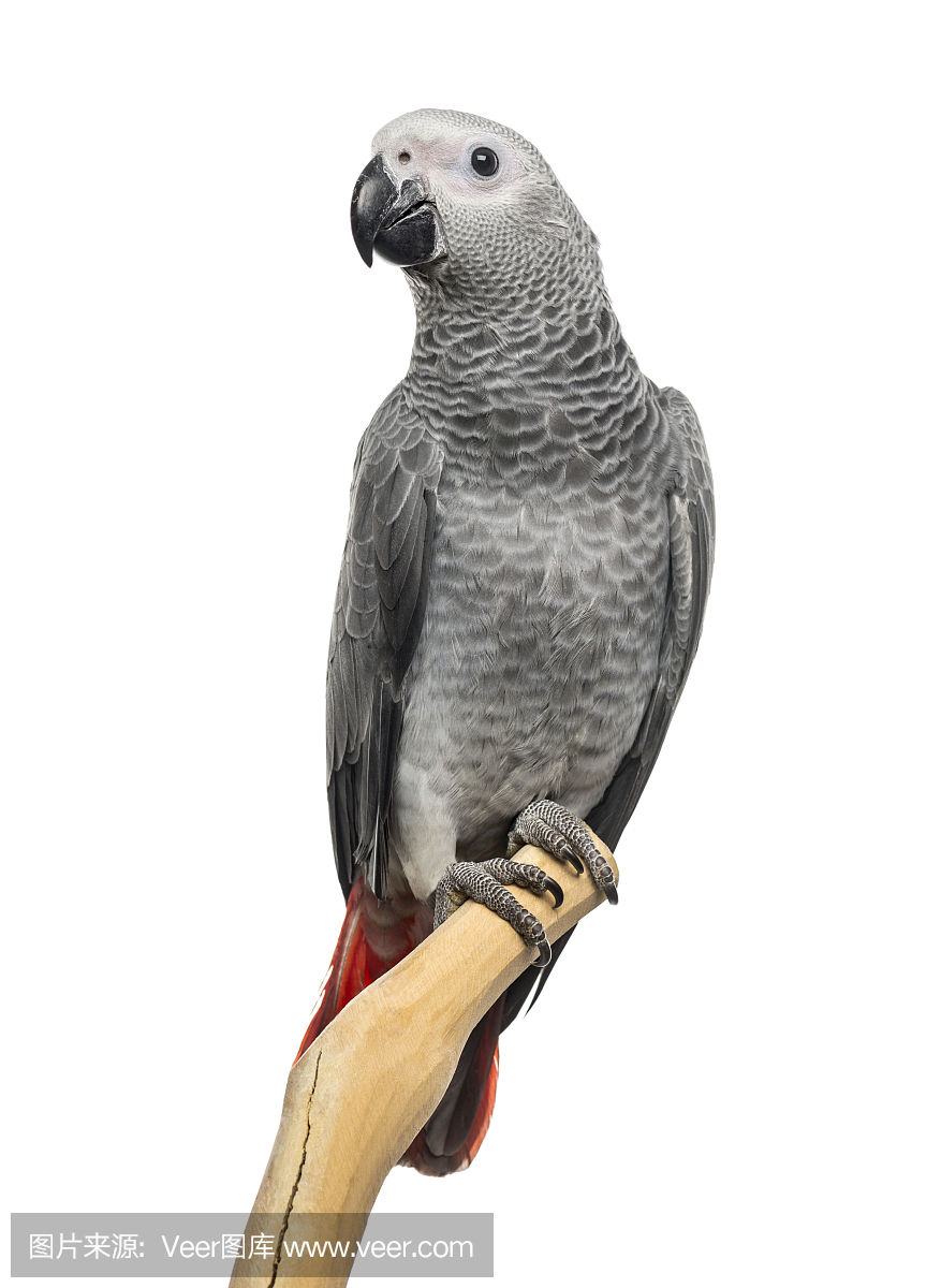 非洲灰鹦鹉,刚果灰鹦鹉,垂直画幅,野生动物