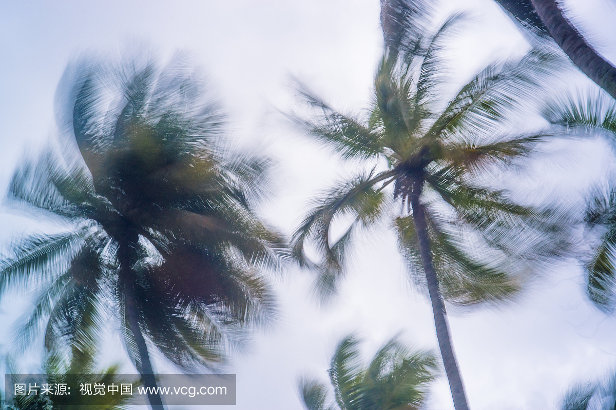 马尔代夫,阿里环礁,在暴风雨中看到棕榈树顶