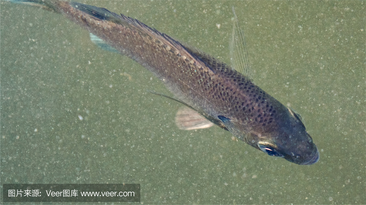 Docile Bluegill细节