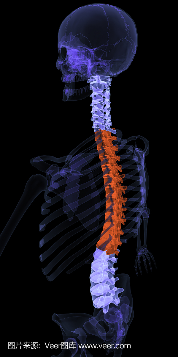 脊柱胸椎突出显示
