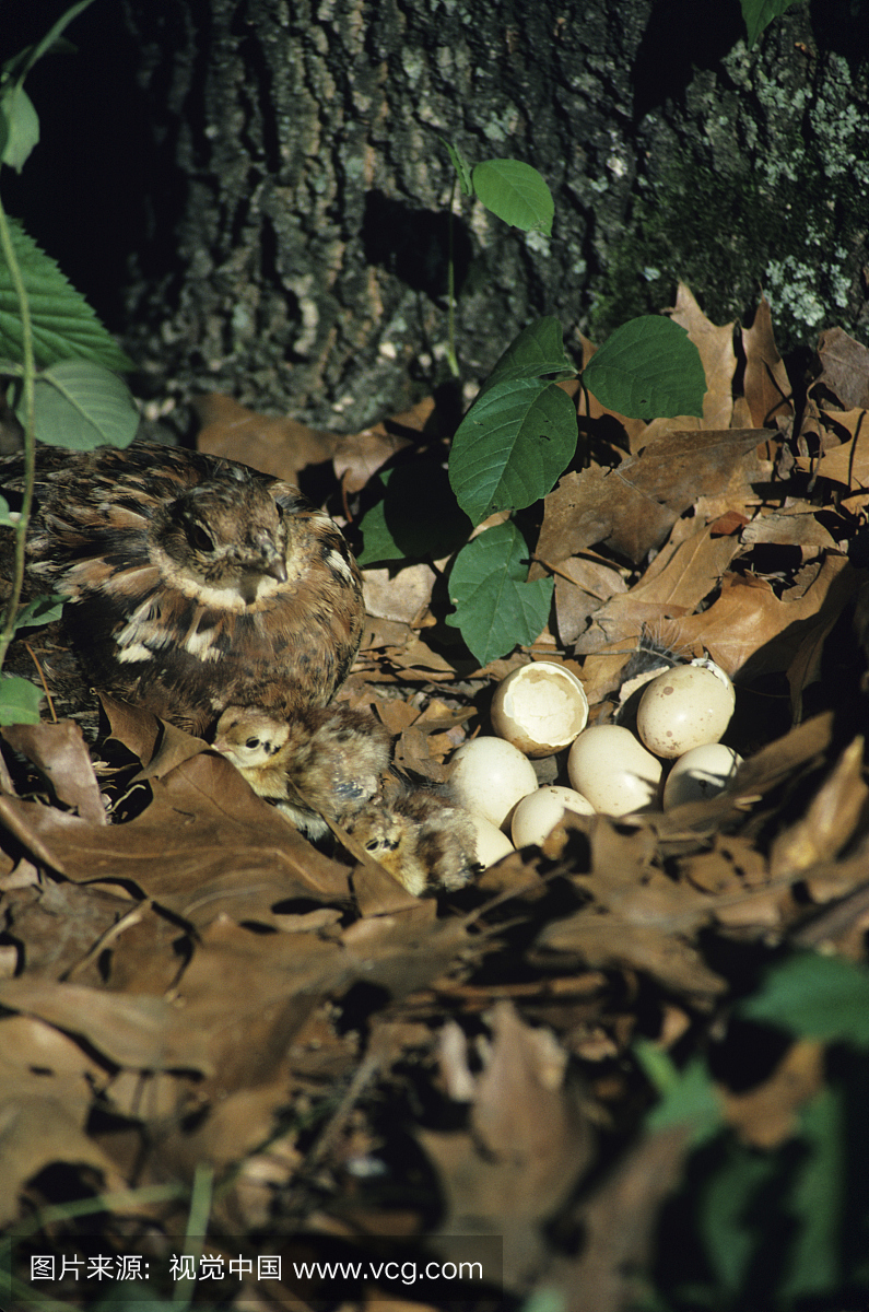 松鸡母鸡与雏鸡和鸡蛋,北美高地游戏鸟,(高架视