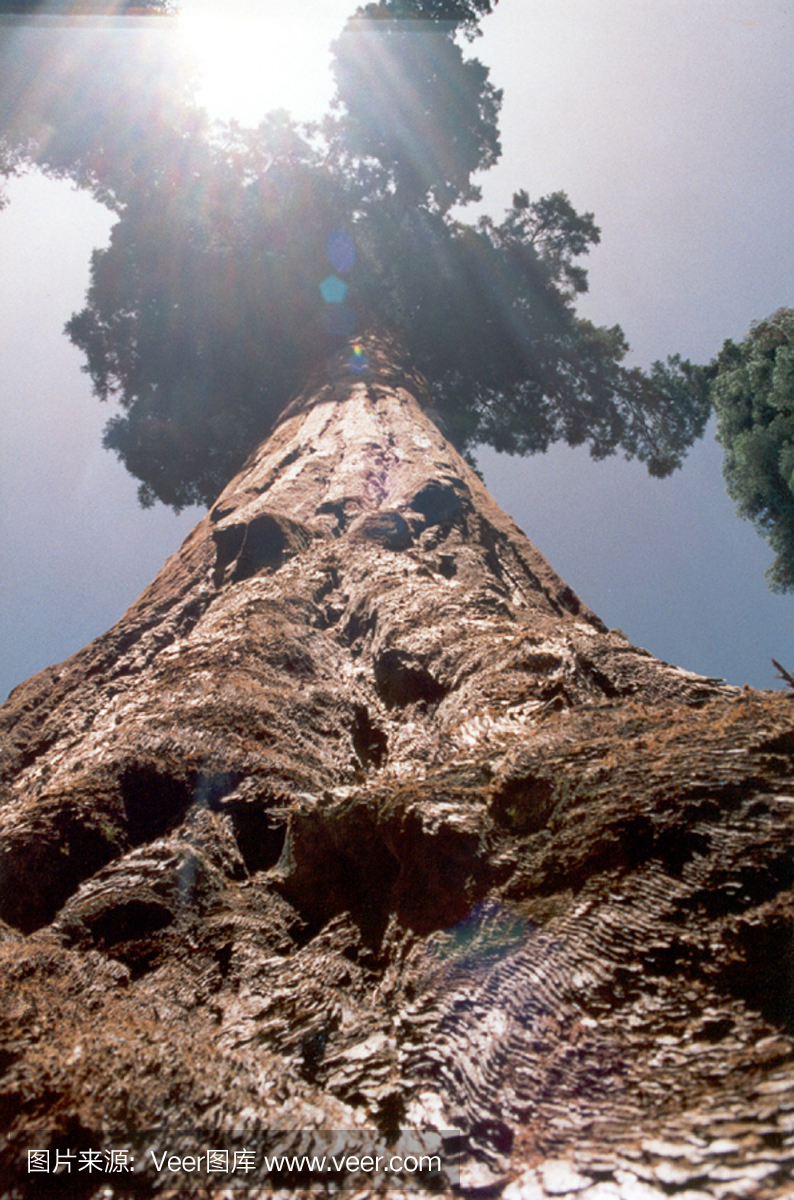 Giant Sequoia,巨杉植物,巨红杉树,巨杉树木