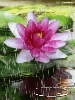 【湖中荷花动态壁纸_湖中荷花动态壁纸图片_-413kb