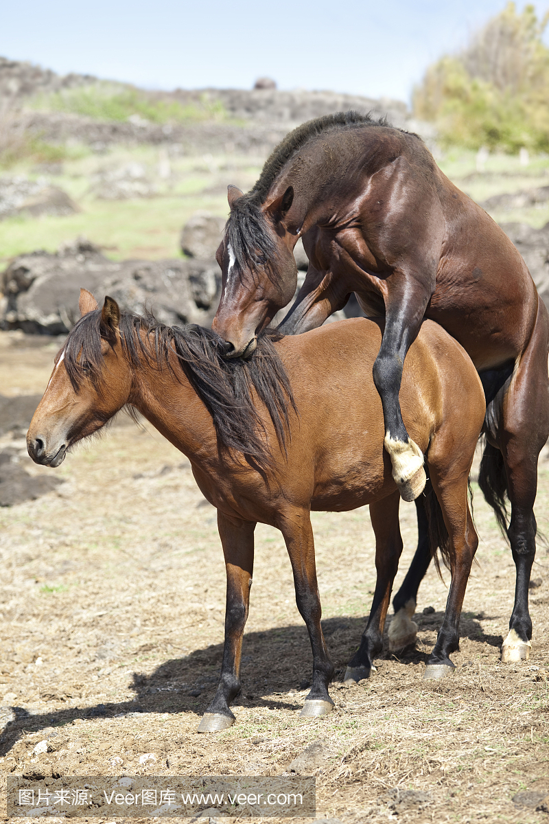布朗马交配
