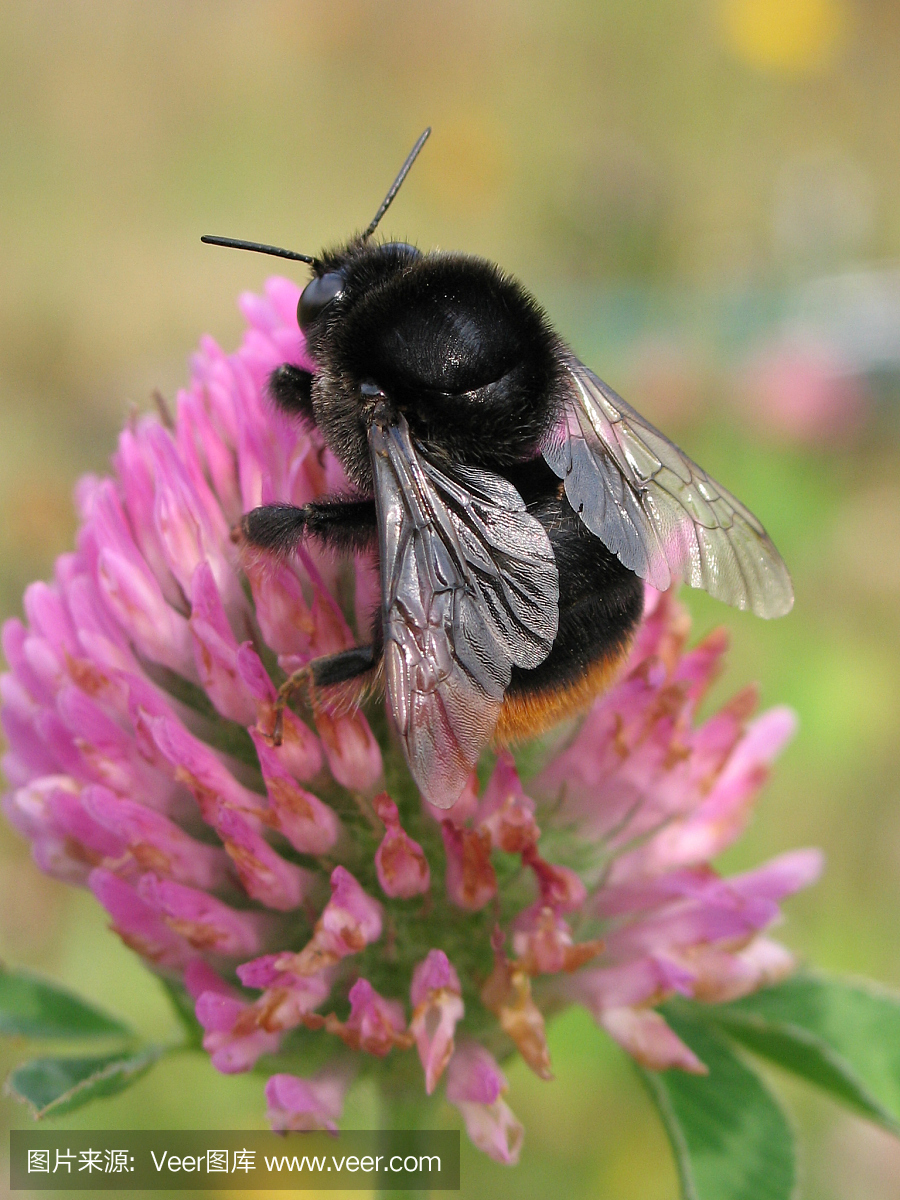Bee Plant,西洋白花菜属植物,蜜蜂植物,醉蝶花属