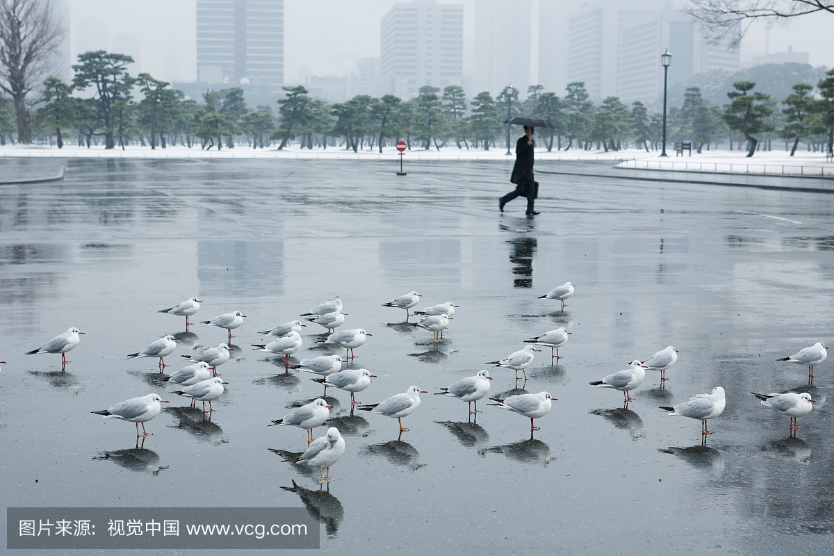 日本,东京,千代田区,海鸥在街上,人在背景与伞