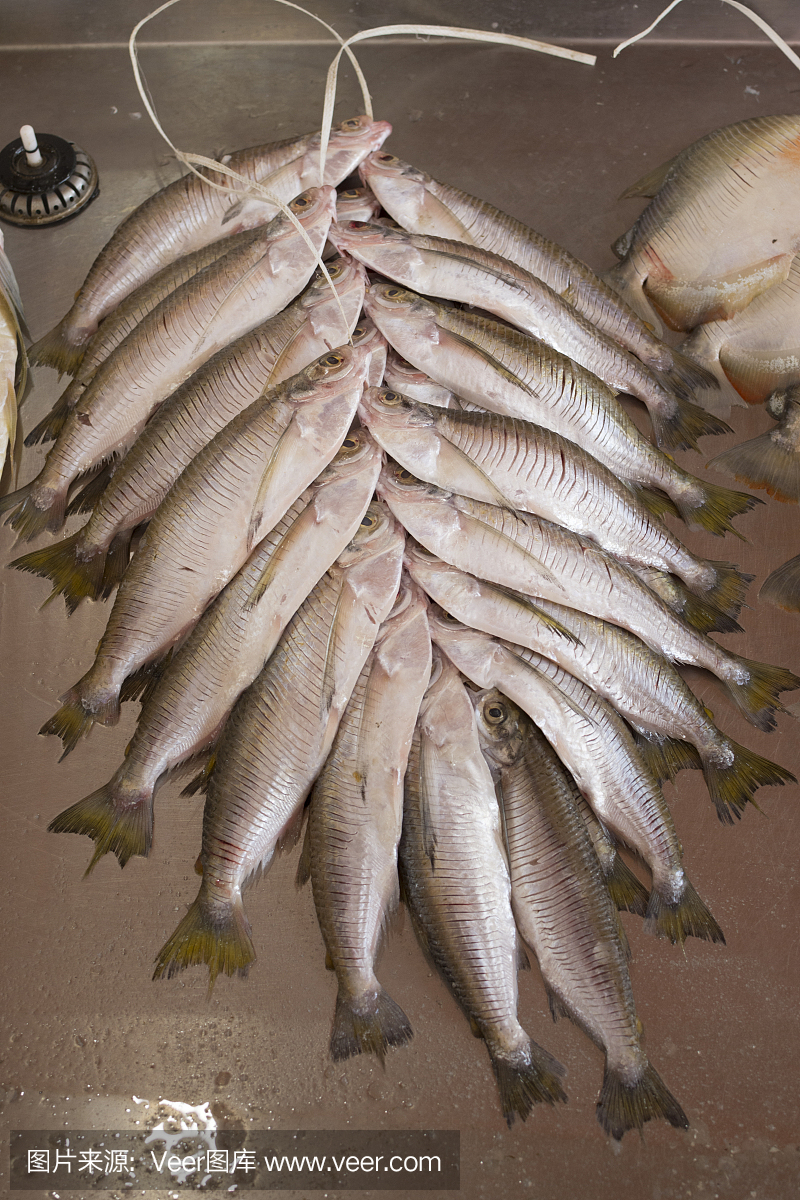 收获的沙丁鱼捆绑在市场上的。绳上