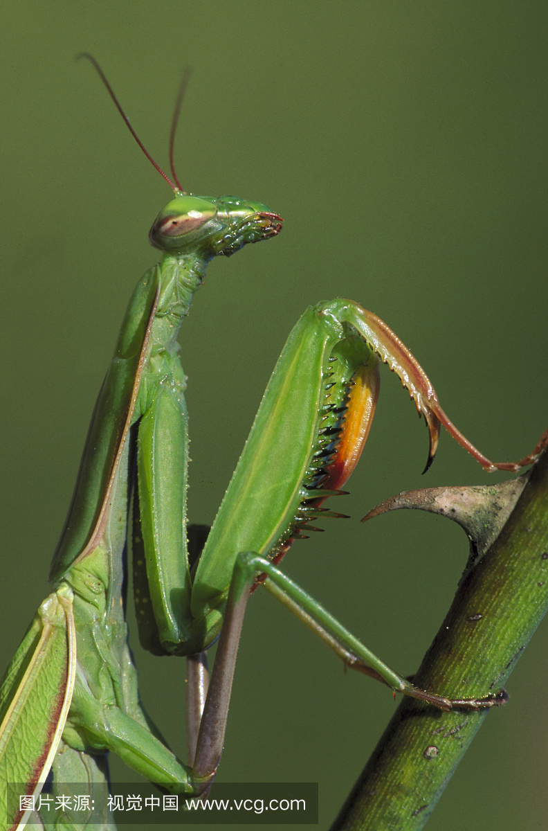 螳螂,大螳螂,欧洲螳螂,昆虫