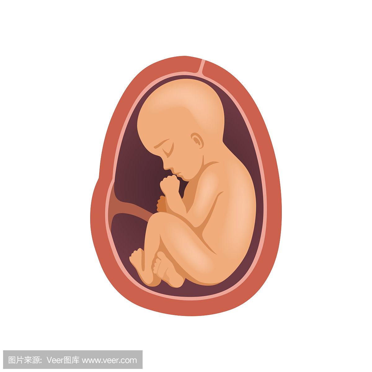 胎儿在子宫内,9个月,胚胎发育阶段矢量图在白