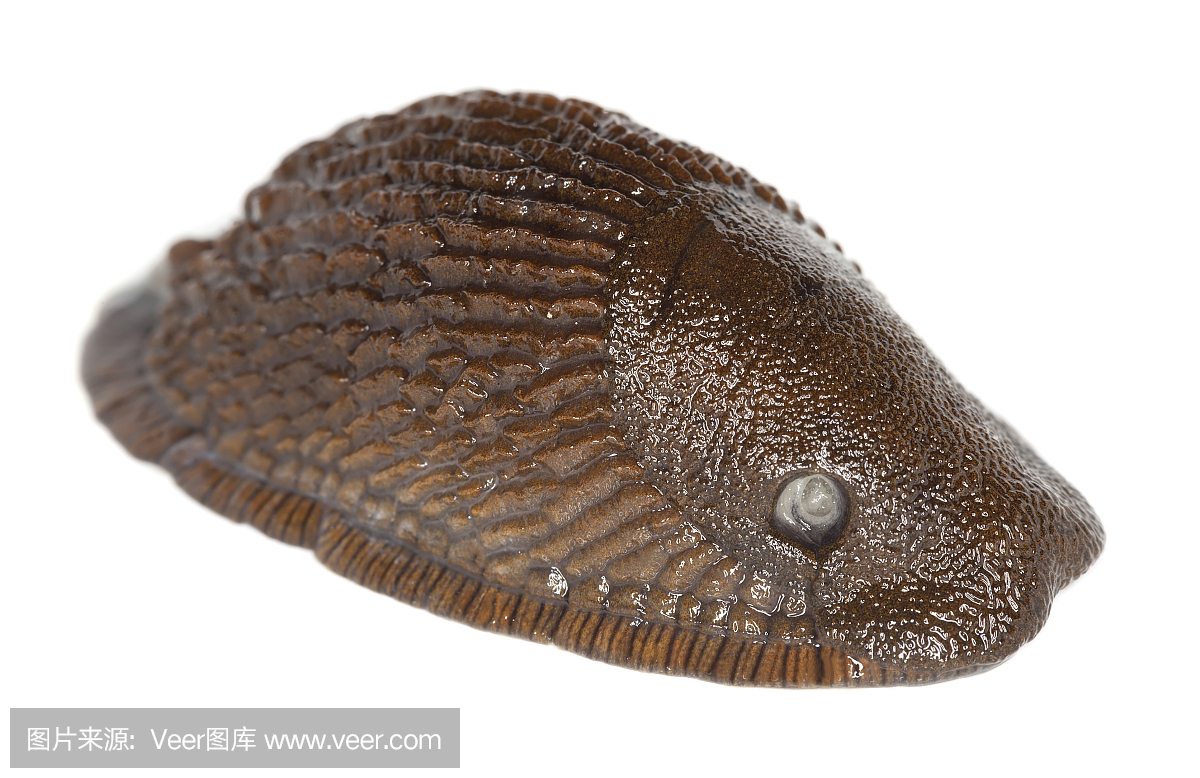 西班牙s lug,在白色背景孤立的寻常犀牛