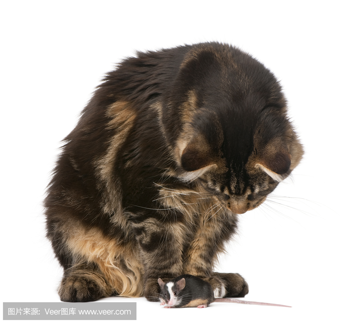 猫捉老鼠,猫捉老鼠游戏,老猫捉鼠,猫捉鼠