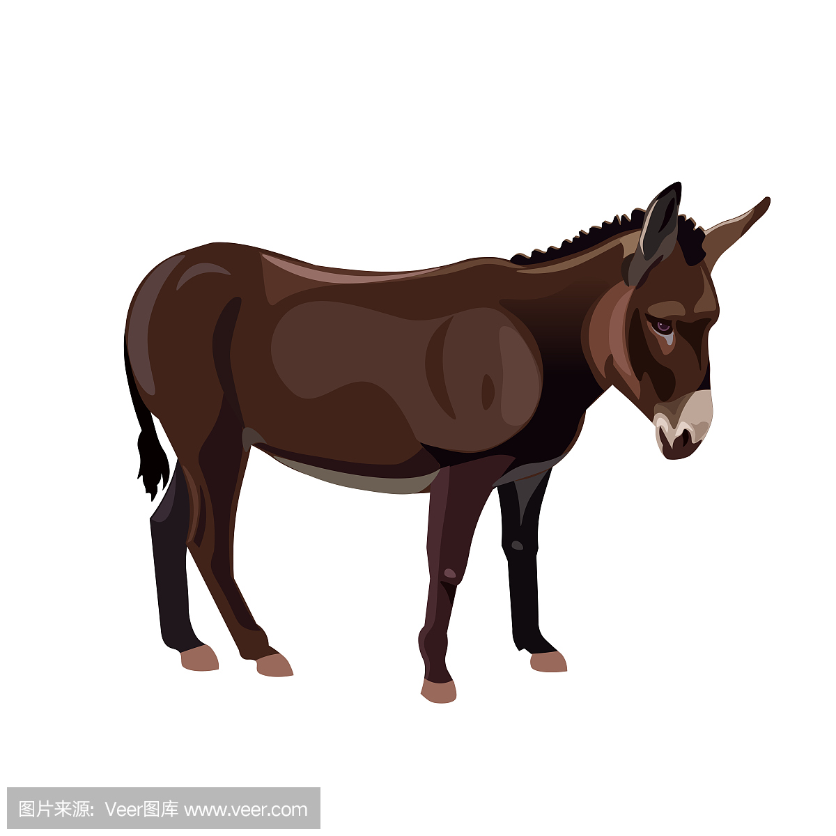 嘶叫,驴叫声,叫声,负担过重