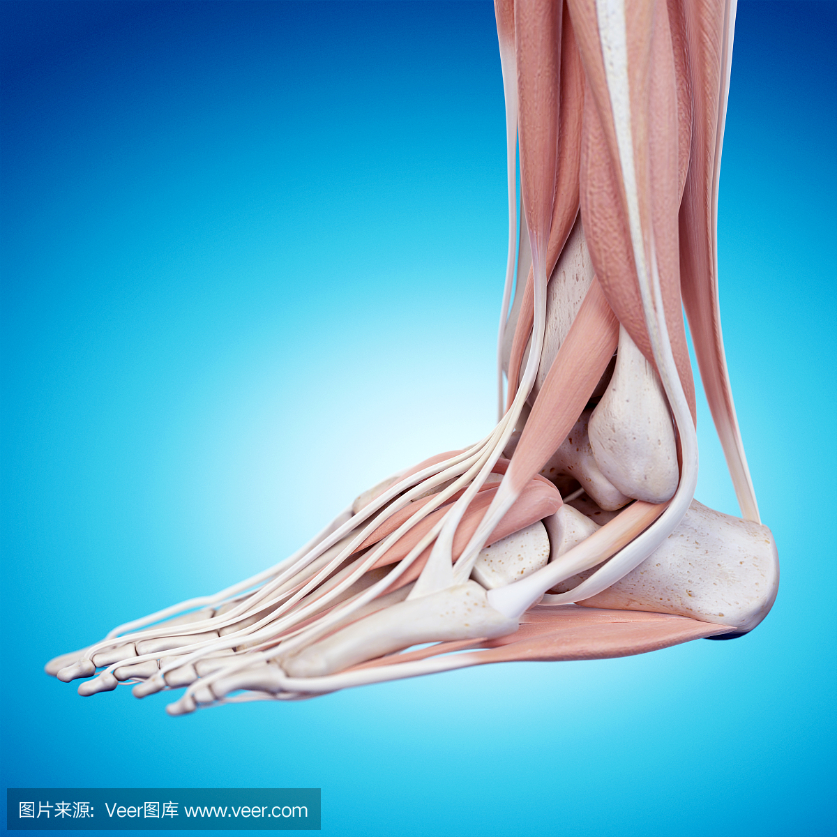 阿基里斯,阿喀琉斯,阿基里斯的脚踵,阿基里斯黑