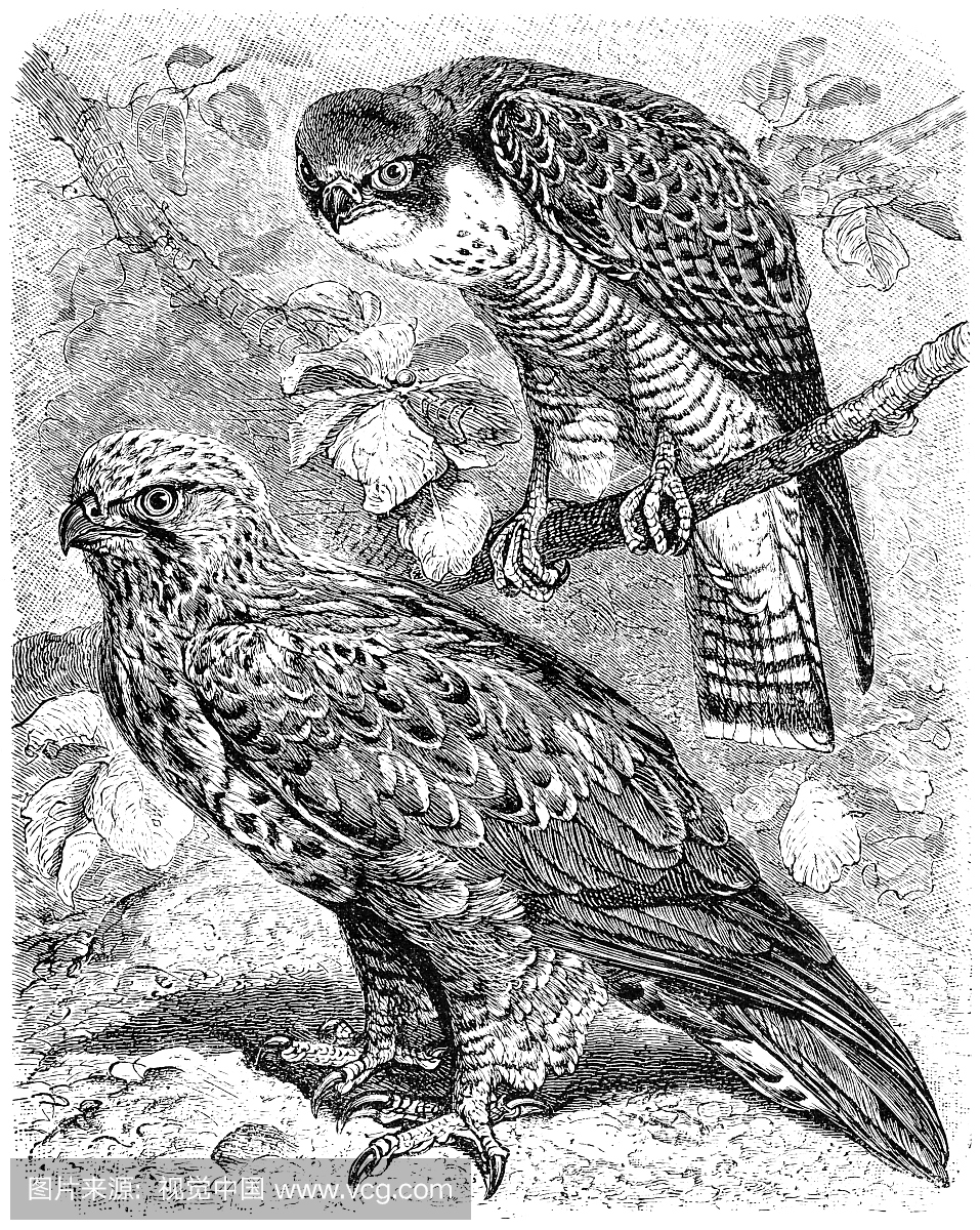 雕刻术,艺术,蚀刻版画,观鸟