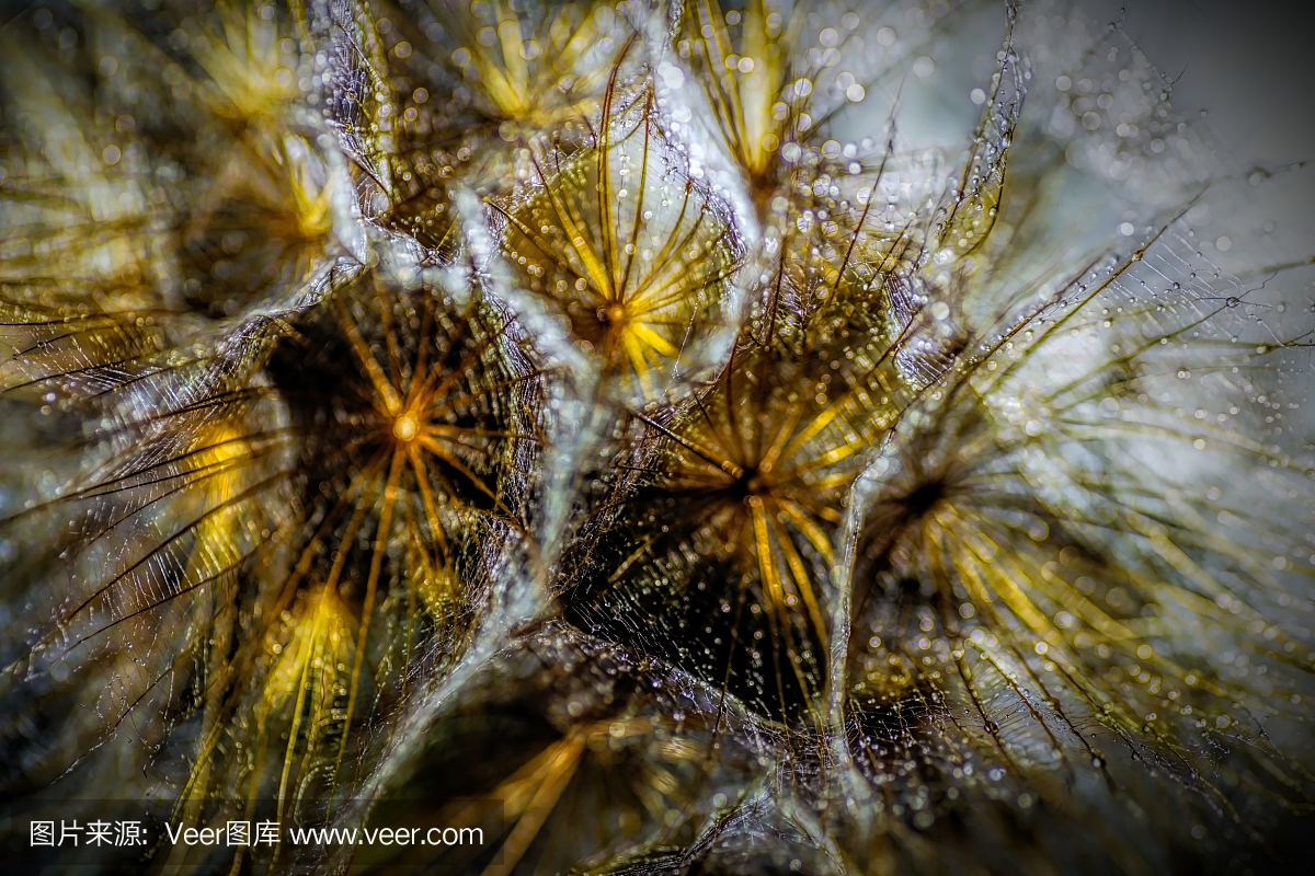 婆罗门参,谷罗葱,西洋牛蒡,婆罗门参属