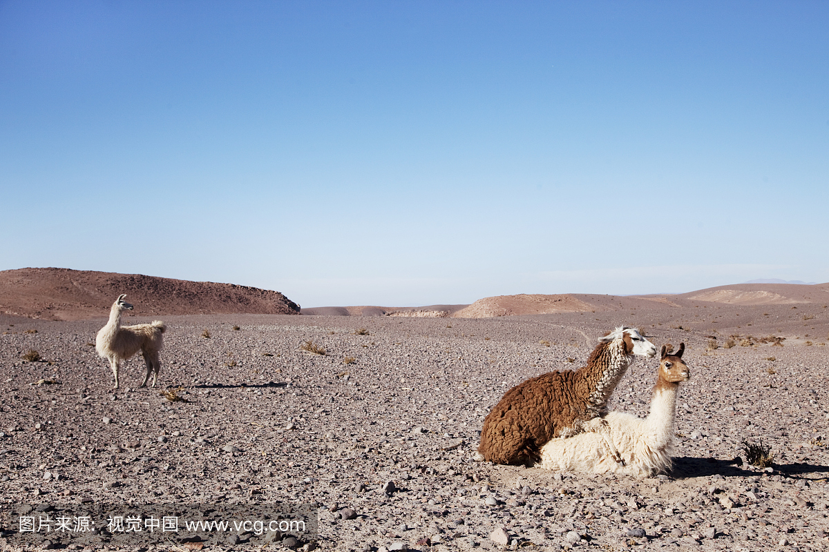 万里无云,野外动物,户外,热情