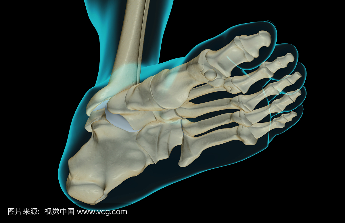 上肢骨+下肢骨高清解剖图谱！临床必备！快收藏！|临床|关节|体表|骨折|-健康界