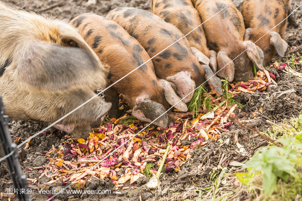 猪在农场吃饭