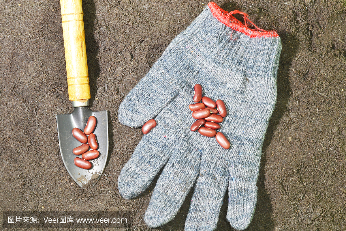 红豆和土壤种植