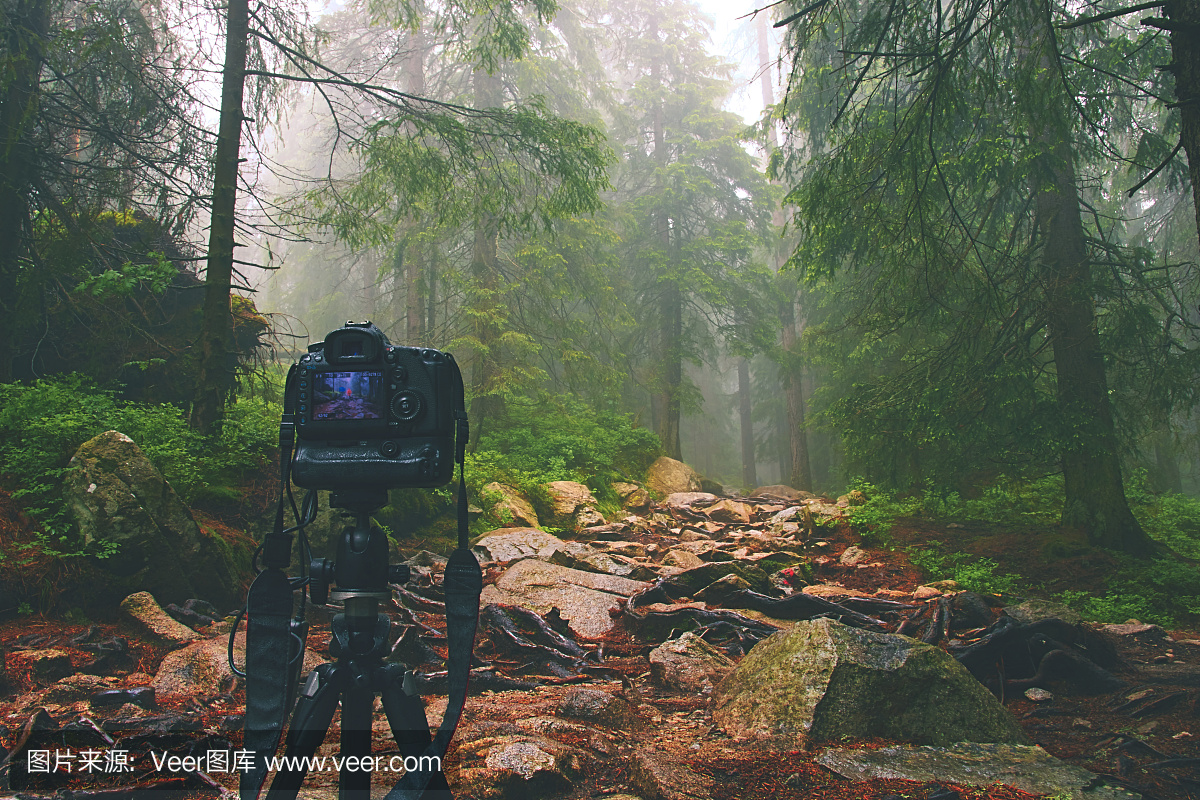 数码相机在三脚架在森林里。