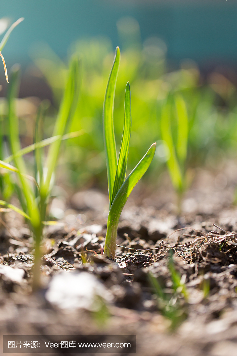 生长在花园里的葱
