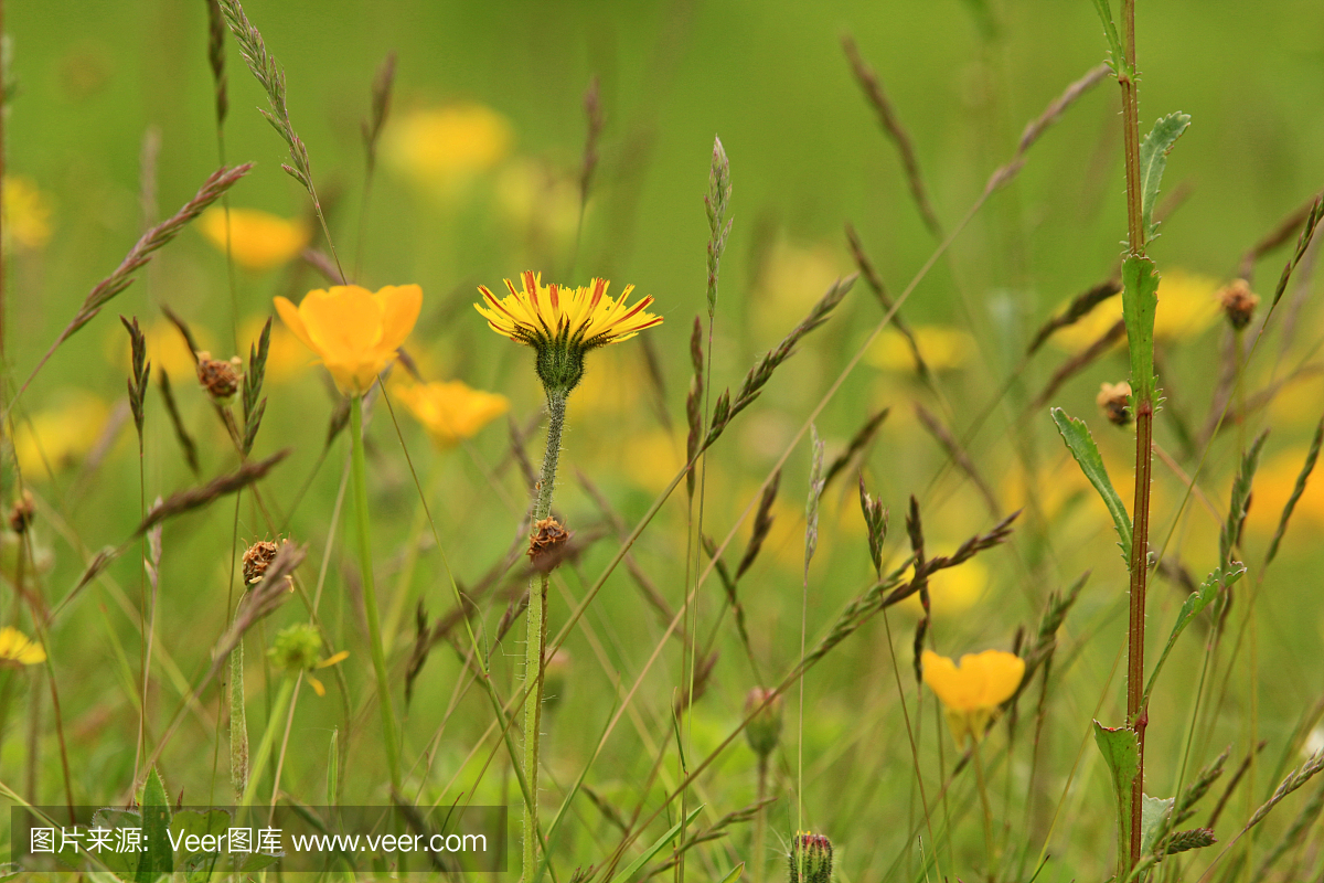 枯草热,花粉热,花粉过敏症,干草热