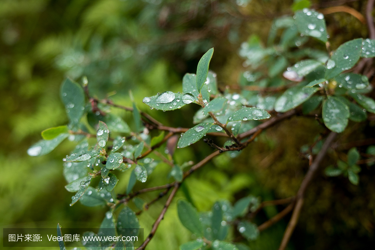 挪威 - 野生浆果与水滴雨天气