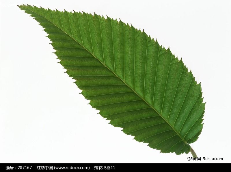 有一种植物长条叶,锯齿,开花可以做扫帚叫什么名字图片