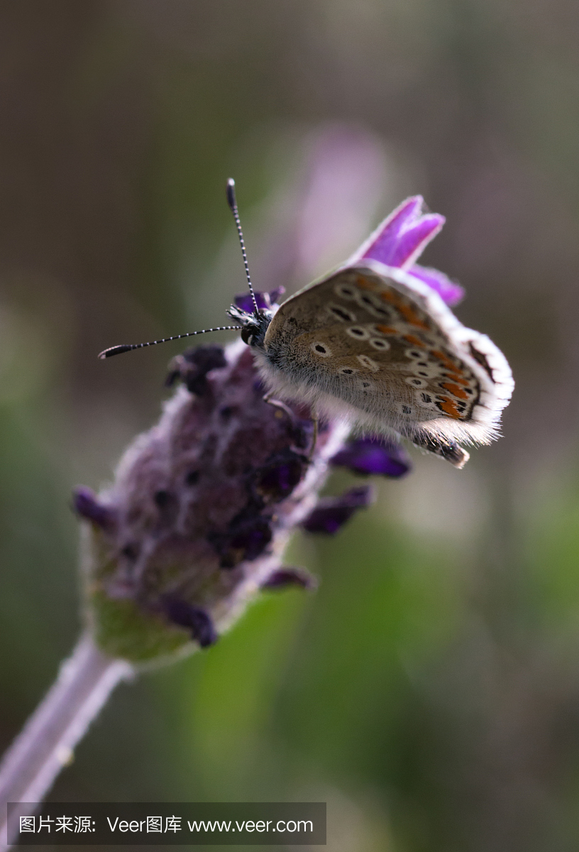 伊卡洛斯,穿蜡制羽毛翅膀的人,代达罗斯之子,埃