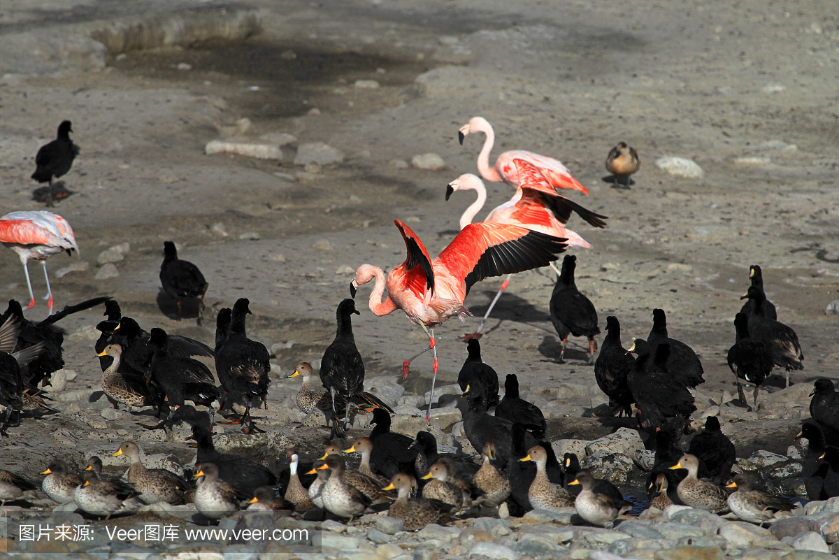 智利火鸡,塔伊萨拉湖,玻利维亚南部