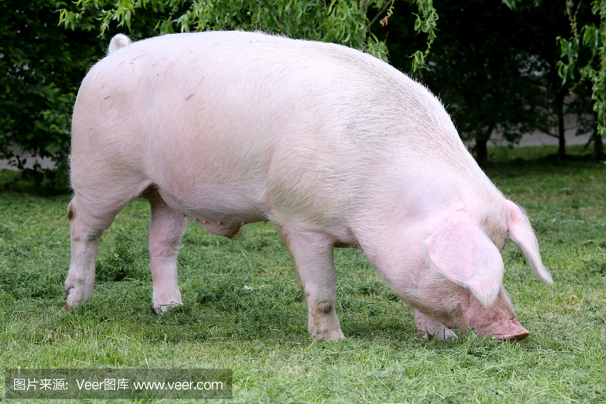 头年轻家养的猪母猪的侧视图照片在动物农场夏
