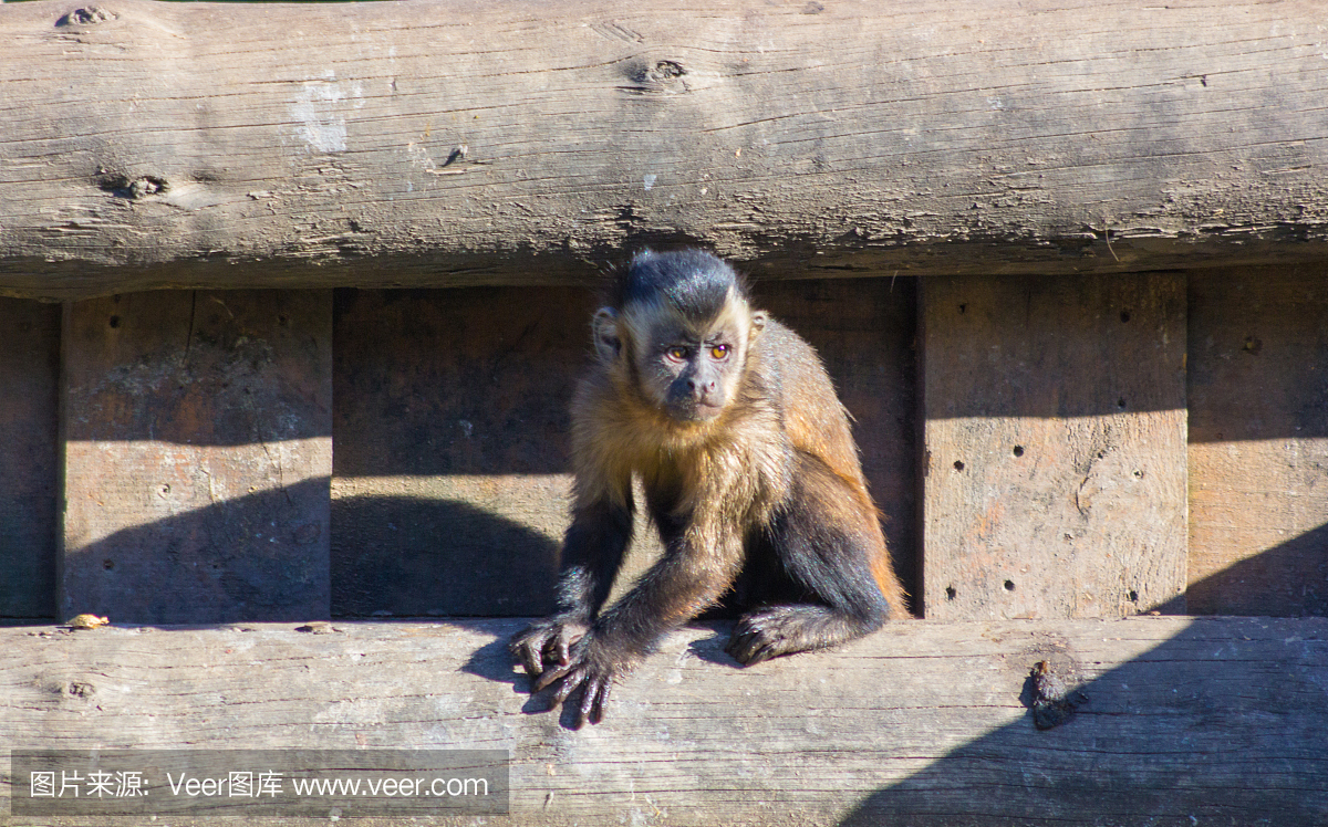 坐在日志上的有趣的小猴子猴(Cebus apella)