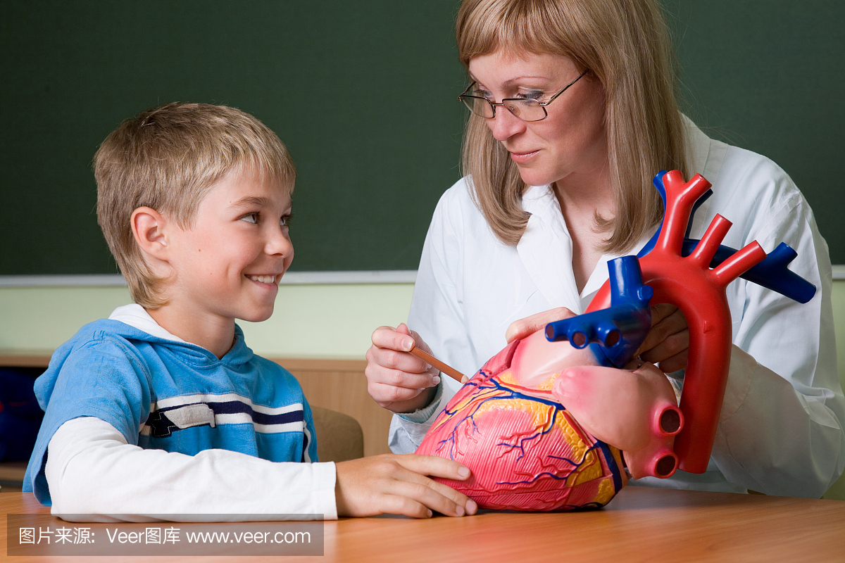 主动脉,大动脉,解剖模型,人体结构的
