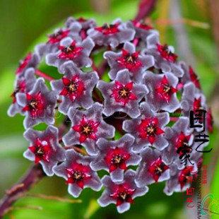 球兰苗_心叶球兰_球兰盆栽_ 球兰开花 - 下午,发-43kb图片
