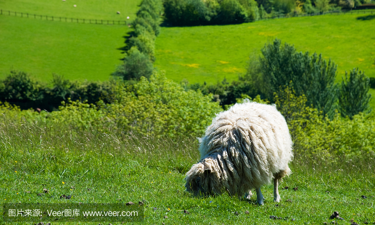 绵羊在英语领域